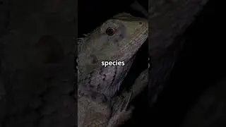 The Science of Why Some Animals Can Walk on Lava 🦎🔥 #extreme #biology #science