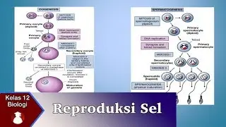 Kelas 12 - Biologi - Reproduksi Sel (Hewan dan Tumbuhan) | Video Pendidikan Indonesia