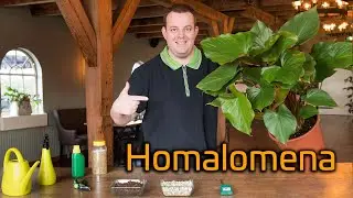 Tips voor de verzorging van je Homalomena