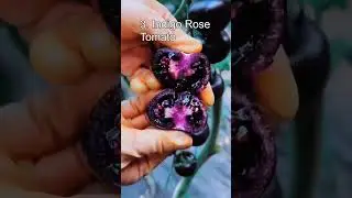 Top 5 Purple Foods