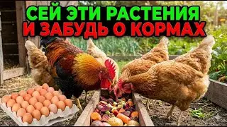 Посей это в январе, и твои куры будут есть бесплатно весь год без покупных кормов
