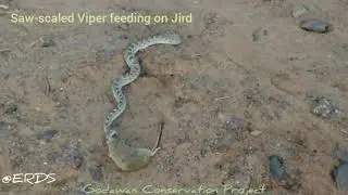 Saw-scaled Viper feeding on Jird (field mouse)