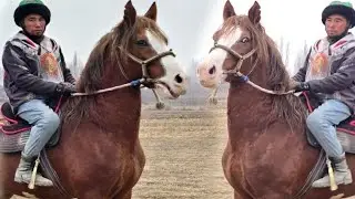 Улагы Зор Беш Кашка🔥