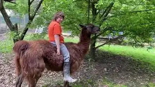 Riding The Dolly llama
