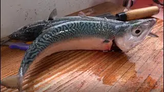 극강의 고소함! 통영 욕지도 살아있는 고등어, 전갱이 회뜨기 Mackerel and Horse mackerel Sashimi [맛있겠다 Yummy]