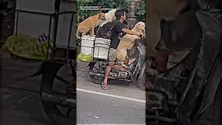 DOGS DO SPEAK ❤️ DOG LOVE #inspiration #trending #viral #shorts