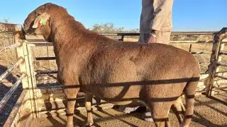Powerful Meatmaster Rams: Breeding for Success