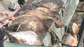 Hiding In Plain Sight | Utah Duck Hunt 2022