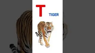 T for Tiger