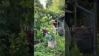 July Harvest Edition 🌿 #countryside