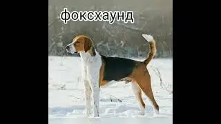 Виды охотничьих гончих собак.#охота #shorts #охотник #октябрь #собаки #гончие