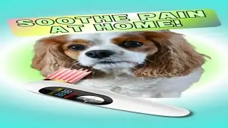 Cold Laser Therapy for Dogs at Home | Natural Dog Pain Relief for Faster Healing