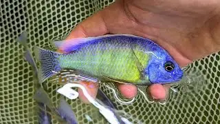 Taiwan Reef Males for Sale Www.ronscichlids.com