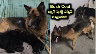 Top quality German shepherd puppies for sale in telugu/ 91825 08349 /aj pets 