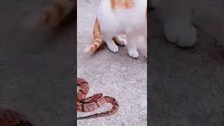 Kitten playing with a snake 😱🐍 #shorts #cute #bctvus