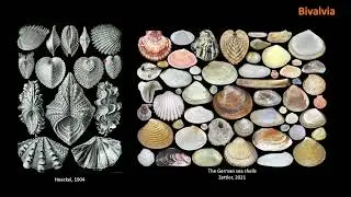 THE CARDITIDAE: AN EXAMPLE FOR THE STUDY OF MACROEVOLUTIONARY HISTORY OF BIVALVES