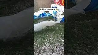 An albino peacock! 🦚 #artist #artistlife #peacock #peacockshorts #albino