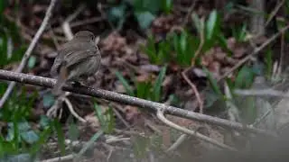 Robin Red Breast  (The National Bird of Great Britain)