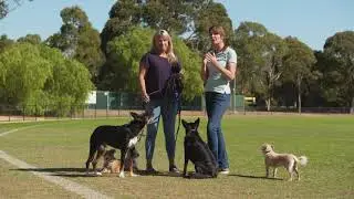 How to deal with aggression in dogs - Dog Training Expert Tips  | S4 | Ep2 | Pooches at Play