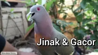 PUNAI DAUN GACOR & JINAK _COCOK BUAT PANCINGAN (Tips Mudah Membedan Jantan & Betina)
