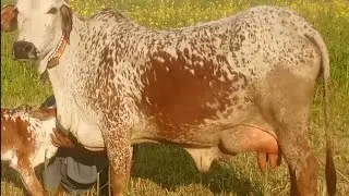 Rewad Cows munasb rate best Quailty for Sale and mandi update multan luden madrsa mandi