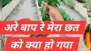 Mini garden 123 is live❤️🙏❤️ आप सभी यूट्यूब फैमिली को गुड मॉर्निंग❤️🙏❤️