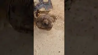 Baby sulcata tortoise #babysulcata