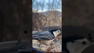 A couple more reasons to watch the feeder 🐦 #theperchandhandplate #cattvtv #birdwatching #asmr