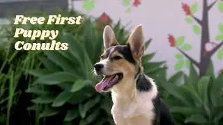 Free First Puppy Consults At Dr Paws Vet