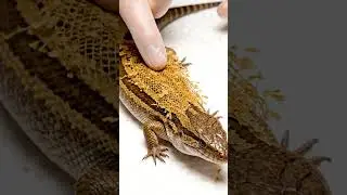 🤯 PERFECT Skink Shed Peel ASMR CRUNCH (0:03)