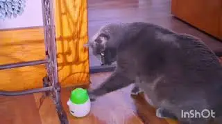 Забавные кошки! Внимание: это видео с котами слишком милое, чтобы его выдержать! 😻 | Вирусные мом...