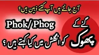 Gannay ka Phok in English | What is Gannay ka Phok called in English?| Gannay ka Phok or Phog