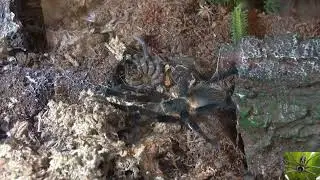 Colombian Dwarf Blue Tarantula aka Colombian Bluebottle Tarantula Molted (Pseudhapalopus sp Blue)