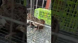 মাশাল্লাহ পাবনা পাখির হাট দেখুন  #viral #trending #foryou #blog 