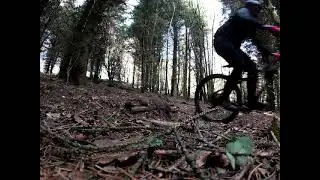 cullaloe woods(2)