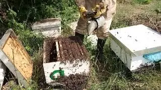 طريقة دعم العاسلة بحضنة مغلقة لتسريع  بناء الشمع و ضمان جمع العسل  في نهاية الربيع 🐝🐝🐝. (06/06/21).