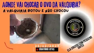 O ovo galado da Valquiria, veja quem vai chocar ele!
