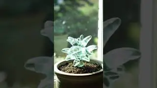 Glass Seed Growth Loop ASMR - Crystal Plant Life Cycle