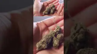БАНГ ☘️ Лучше Опиума ?