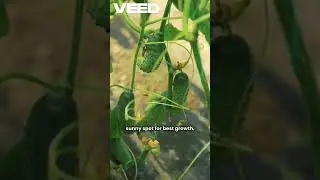 Bitter Gourd Growing Tips