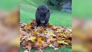 Fall in love with Willow the muskox calf