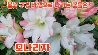 #Spring Flower Viewing Which flowers should we take out first?