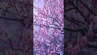 Snow and calm music #snow #calm #relaxing #asmr #shorts #youtubeshorts