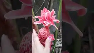 #Torch ginger flower/#flower/Variety flower/pink flower/Etlingera elatior
