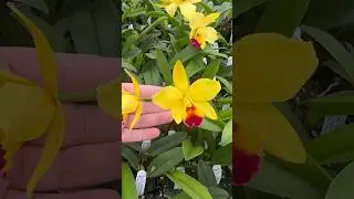 Super fragrant miniature #Cattleya #orchids? Count me in! I love this amazing yellow hybrid! #plants