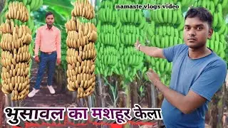 भुसावल का मशहूर केला | Bhusawal ka mashhur kela | #Bhusawal | namaste vlogs video ||