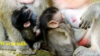 Both Baby Polino & Daniela Hungry Milk So Much - They Sucking Milk Very Well