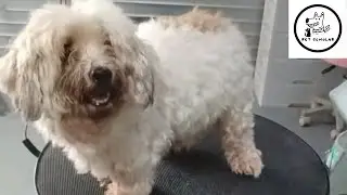 Grooming a Nervous Maltipoo ✂️ | Gentle Handling for a Biting Pup | Pet Scholar Pet Grooming