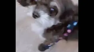 Thanks @ladyybutterfly | Awesome Video | Walkee Paws | Dog Leggings