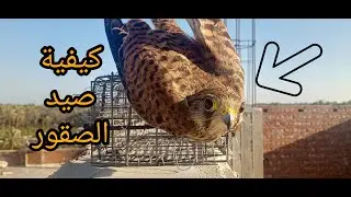 كيفية صيد الصقور من سطح منزلك